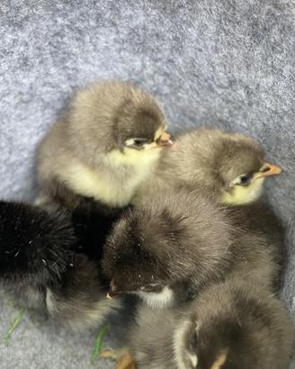Pulcini marans