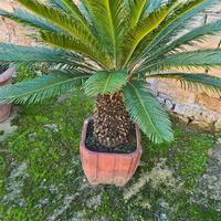 pianta Cycas.