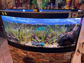 Acquario