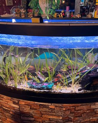 Acquario