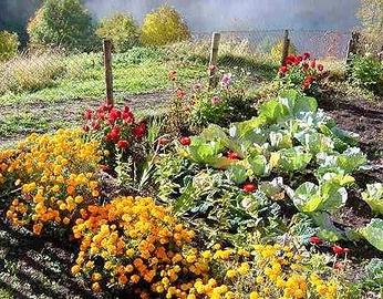 Terreno per orto uso domestico