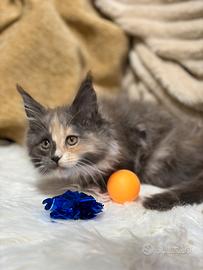 Cuccioli Maine coon