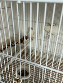 Cardellini major coppie pezzate