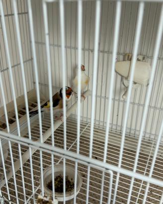 Cardellini major coppie pezzate