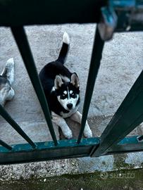 cane husky