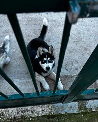 cane husky