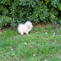 Cuccioli volpino bianco