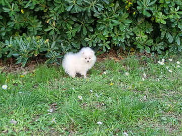 Cuccioli volpino bianco