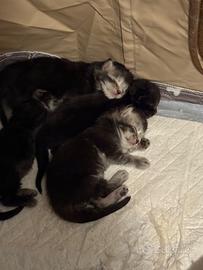 Maine coon cuccioli