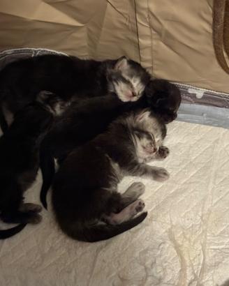 Maine coon cuccioli