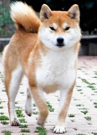 Stupenda femmina Shiba