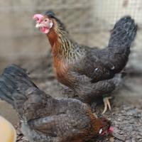 Galline legbar uova azzurre