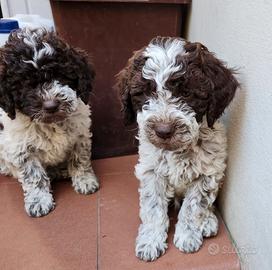 Cuccioli di Lagotto romagnolo