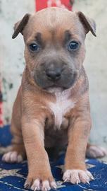 Amstaff Blu Fawn