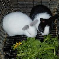 Coppia conigli 15 euro