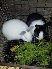 Coppia conigli 15 euro