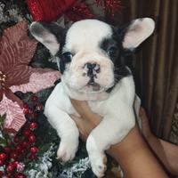 Bulldog francese