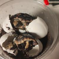 Malacochersus tornieri baby