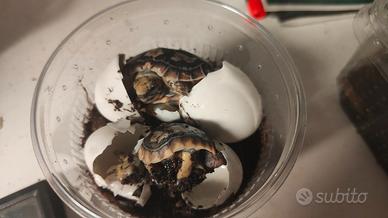 Malacochersus tornieri baby