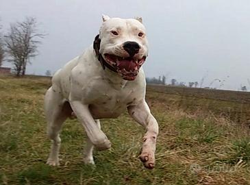 Cuccioli dogo argentino