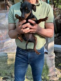 Pinscher