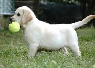Labrador Retriever cuccioli maschi e femmine miele