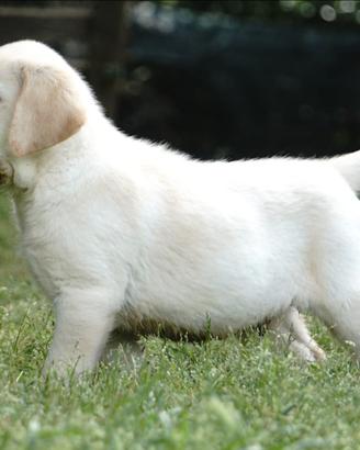 Labrador Retriever cuccioli maschi e femmine miele