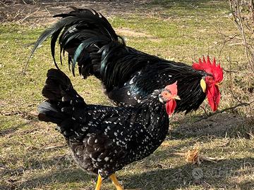 Galline Ancona