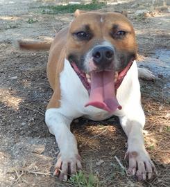 IRONMAN, una vita in canile - Adozione del cuore