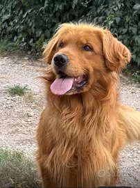 Splendidi Cuccioli Golden Retriever Linea America