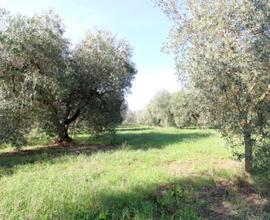 TER. AGRICOLO A MONTELIBRETTI