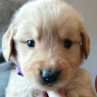 Cuccioli golden