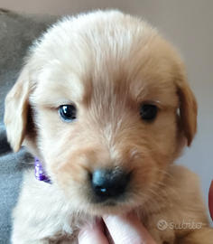 Cuccioli golden