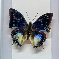 Quadro Tassidermia Farfalle 