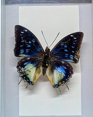 Quadro Tassidermia Farfalle 