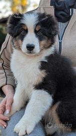 Cucciola Pastore Australiano /Australian Shepherd