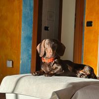 Bassotto Cioccolato per monta