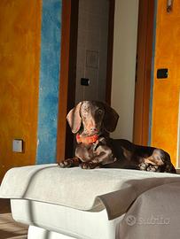 Bassotto Cioccolato per monta