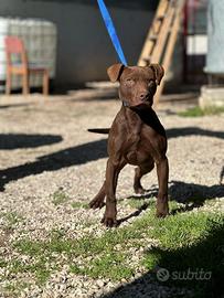 Pitbull cucciolo