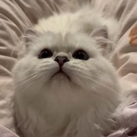 British longhair accoppiamento