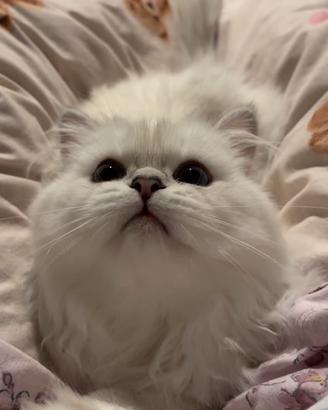 British longhair accoppiamento
