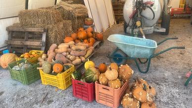 Zucche Autunnale - Decorazioni e Cucina