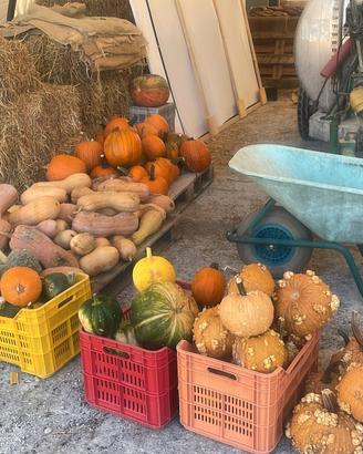 Zucche Autunnale - Decorazioni e Cucina