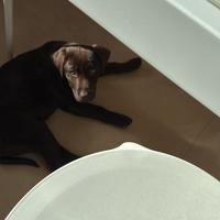 Cuccioli labrador