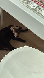 Cuccioli labrador