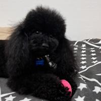 Barboncino Toy per monta