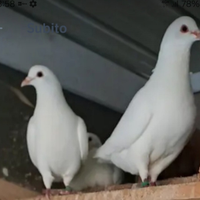 Picioni California non spedisco