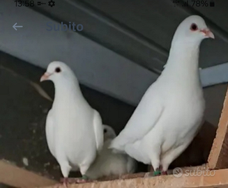 Picioni California non spedisco