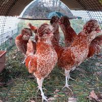 Galli e galline Padovane nane