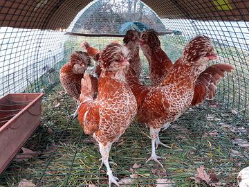 Galli e galline Padovane nane